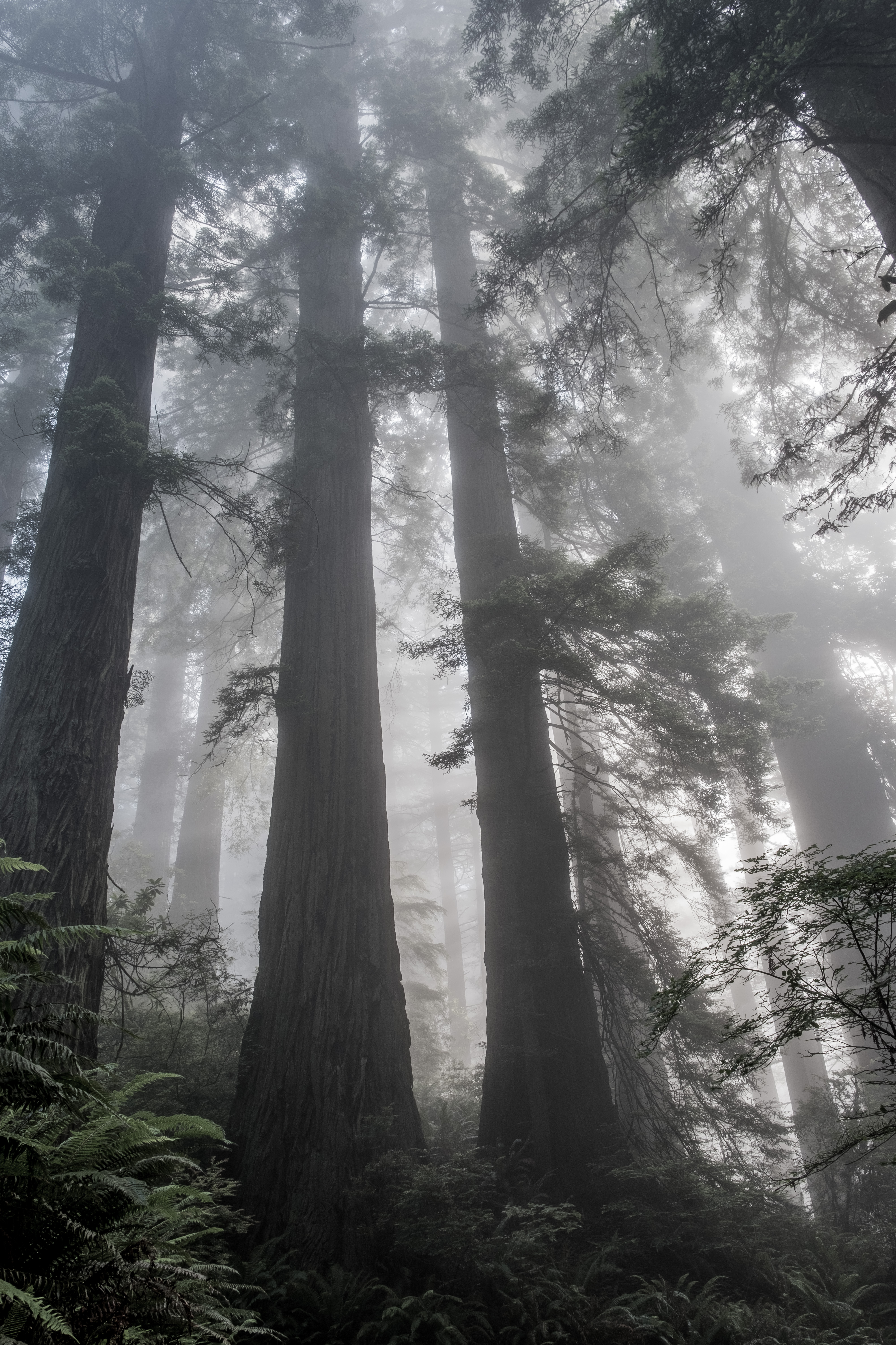 Ethereal Redwoods 1