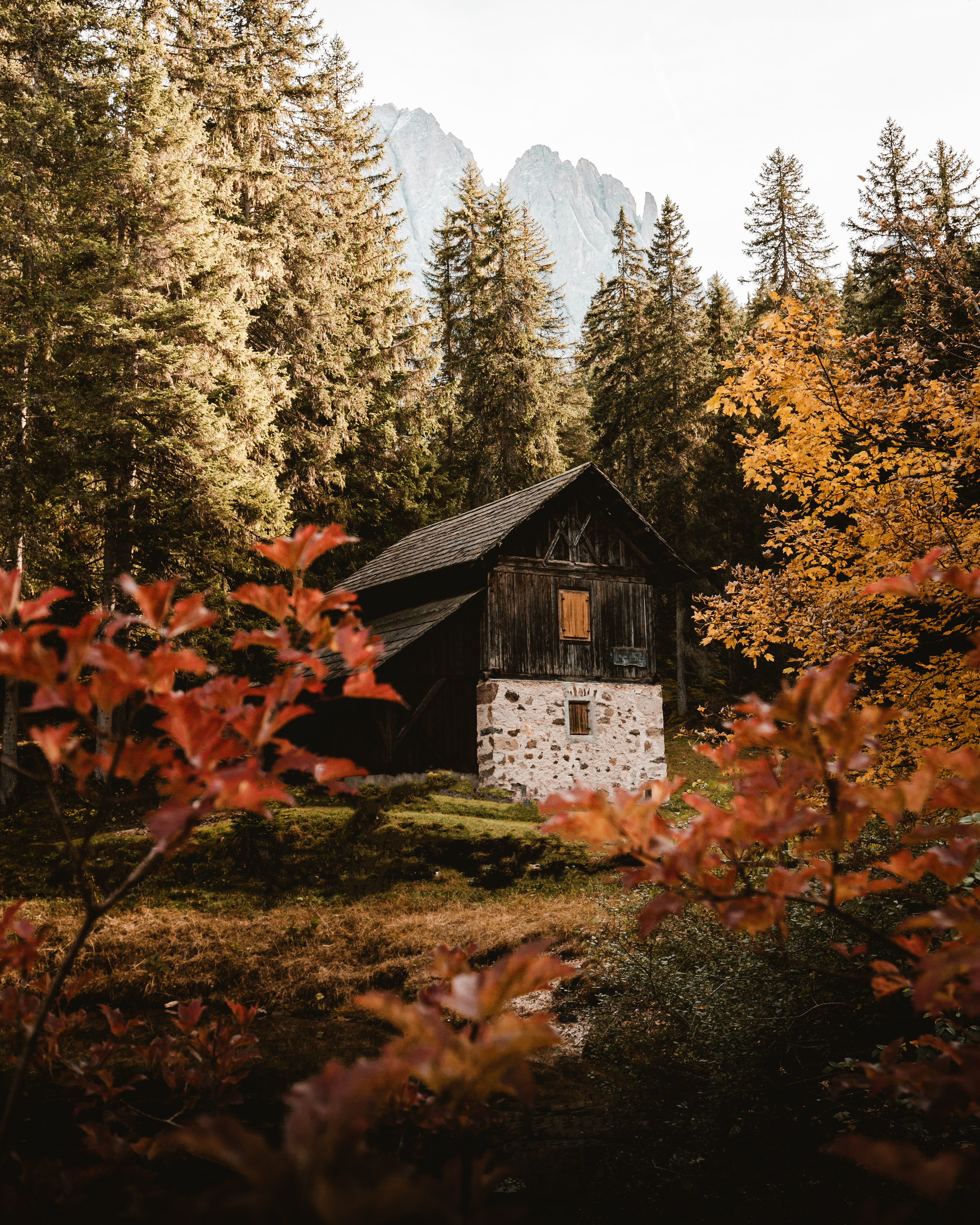 Shelter #15 - My Friend The Forest