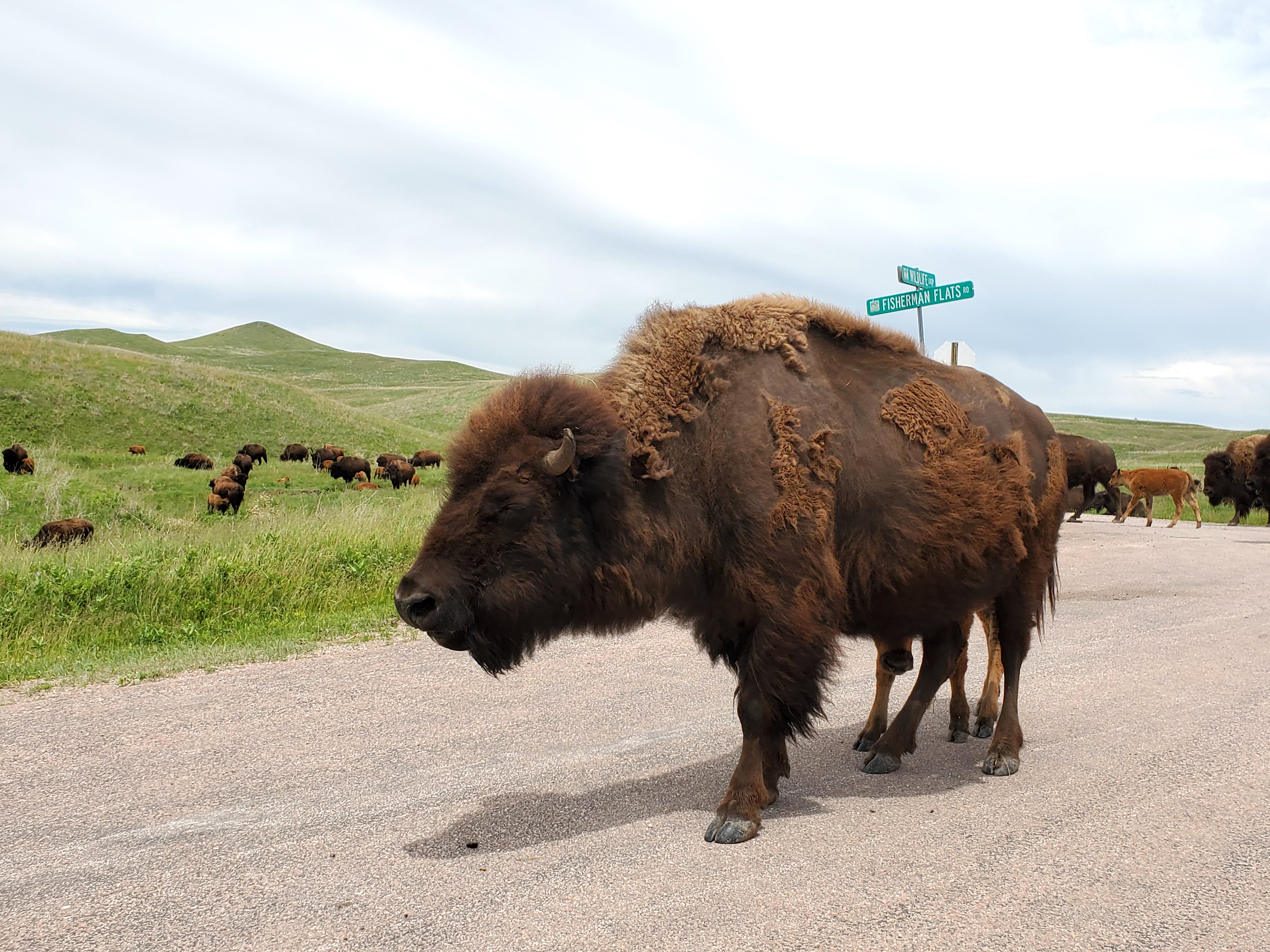 Buffalo Bill