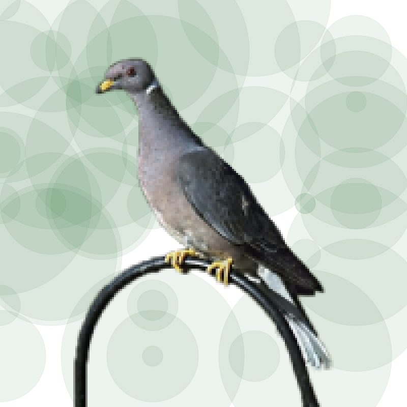 Seamorphus Pigeon #5