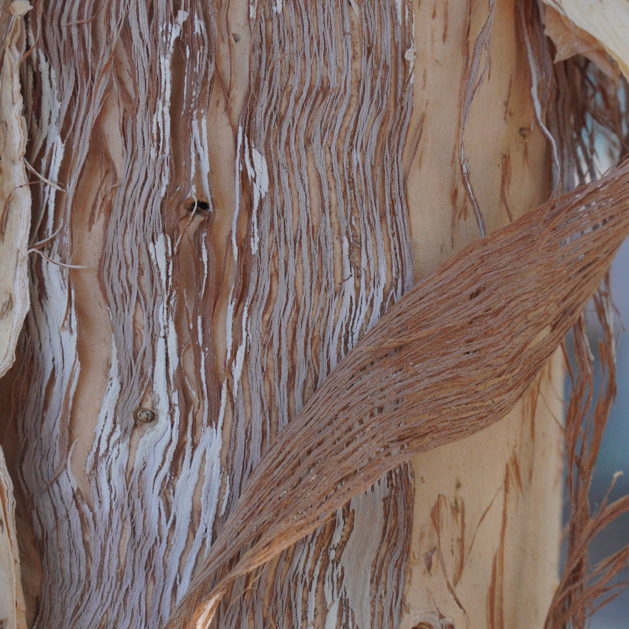 Paperbark #1-2
